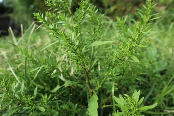 goose grass